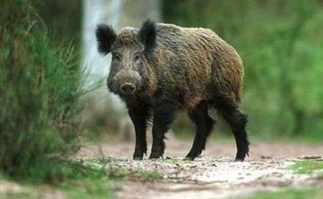 В Национальном парке Киевской области массово гибнут кабаны: что известно