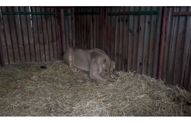 В Центре спасения рассказали, как чувствует себя львица, пострадавшая из-за ракетного обстрела