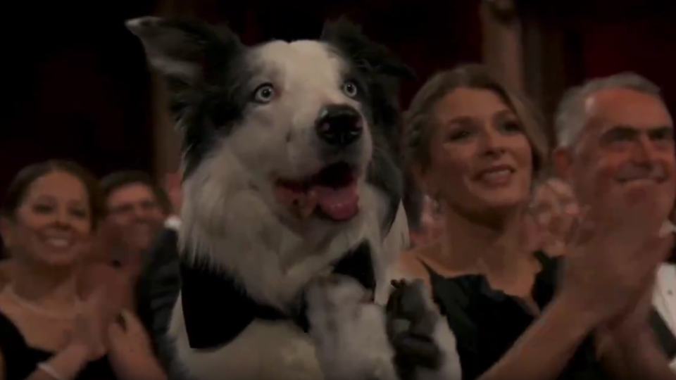 Собака Мессі, який знявся в «Анатомії падіння», став зіркою «Оскара»: відео