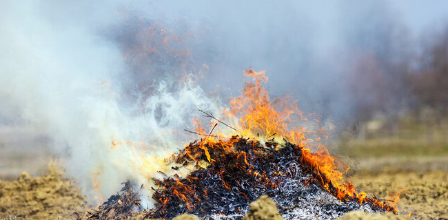 В результате незаконного сжигания растительности наступает не только уголовная или административная ответственность, но и имущественная, — суд