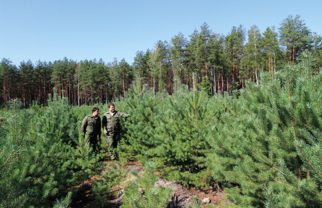 На Закарпатье лесхоз пять лет не платил налог на землю: долг составил почти 6 миллионов гривен