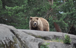 В Словакии медведь напал на пару туристов из Беларуси, женщина погибла