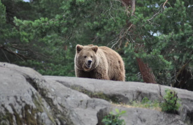В Словакии медведь напал на пару туристов из Беларуси, женщина погибла