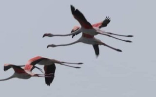 На Одещину прилетіли перші в цьому році рожеві фламінго, фото