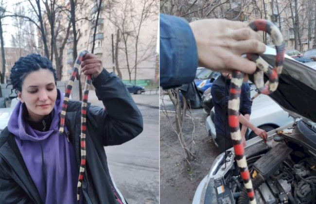 В Киеве женщина нашла змею под капотом своего автомобиля, видео