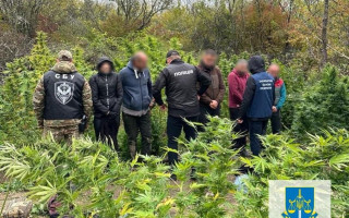 П’ятеро закарпатців облаштували масштабну наркоплантацію та виростили конопель на 2 млн грн