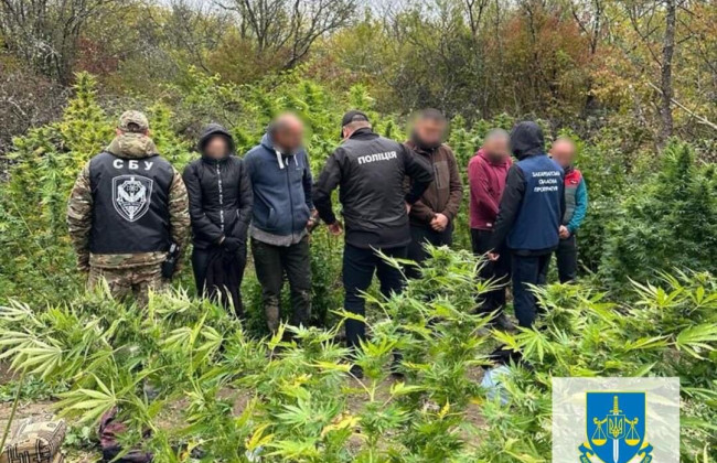 Пятеро закарпатцев обустроили масштабную наркоплантацию и вырастили коноплю на 2 млн грн