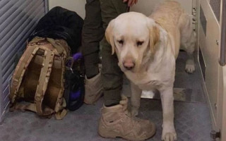 «Укрзализныця» после скандала с военным и собакой обновит правила перевозки животных в поездах