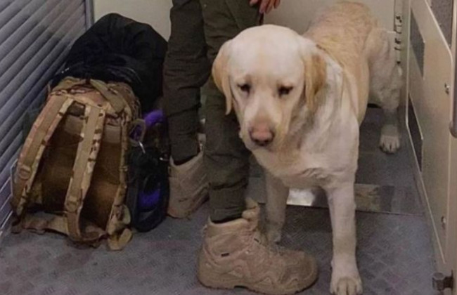 «Укрзализныця» после скандала с военным и собакой обновит правила перевозки животных в поездах