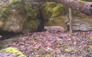 В природному парку на Тернопільщині помітили червонокнижного лісового кота, відео