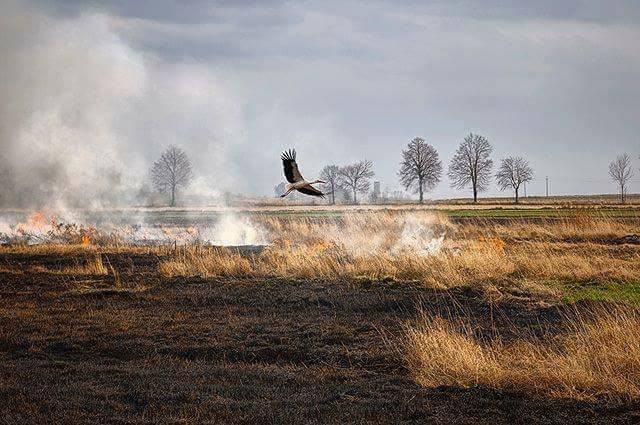 На Харківщині під час випалювання сухої трави загинула жінка