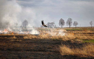 На Харьковщине во время выжигания сухой травы погибла женщина