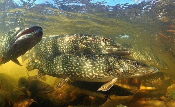 З квітня в Україні стартує нерестова заборона на вилов водних біоресурсів