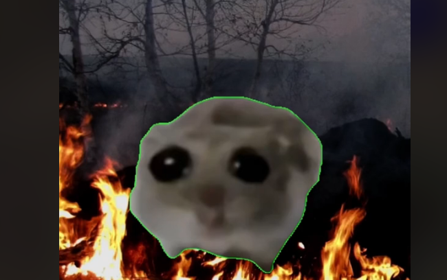 В ход пошли «пчелокот» и «печальный хомяк» – как ГСЧС и МВД решили бороться с палиями травы