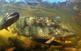 З квітня в Україні стартує нерестова заборона на вилов водних біоресурсів