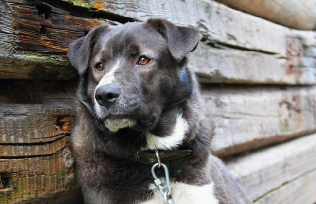 На Закарпатті чоловіка притягнули до відповідальності за утримання собаки на ланцюгу без належного догляду