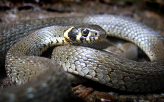 У Києві в одному з парків побачили клубок змій: відео