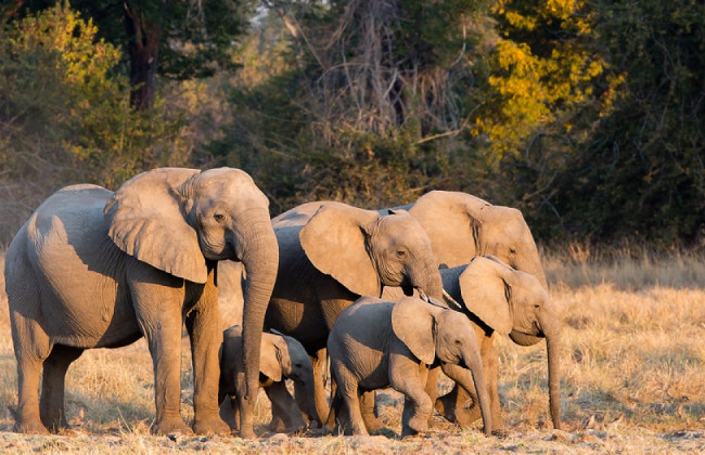 Африканская страна пригрозила передать Германии 20 тысяч слонов: в чем суть конфликта