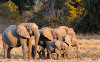 Африканська країна пригрозила передати Німеччині 20 тисяч слонів: в чому суть конфлікту