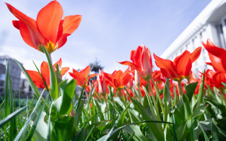 Невеликий дощ та до 19 градусів тепла – погода на Київщині 7 квітня