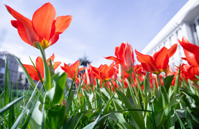 Небольшой дождь и до 19 градусов тепла – погода на Киевщине 7 апреля