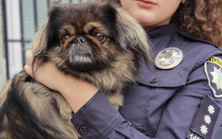 В Украине могут создать зоополицию для эффективного расследования дел об издевательствах над животными: петиция собрала необходимые голоса