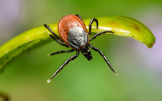 Осторожно – клещи: как уберечься от укусов и болезней, которые они переносят