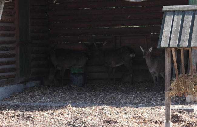У КМДА повідомили, як склалася доля оленів, яких врятували від торговців: фото