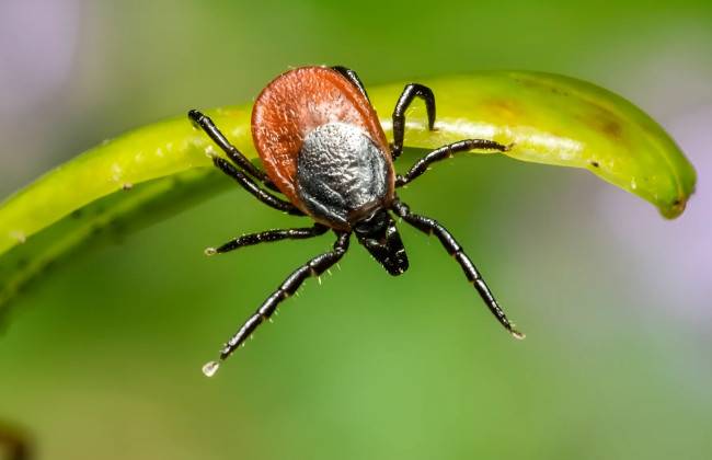 Осторожно – клещи: как уберечься от укусов и болезней, которые они переносят