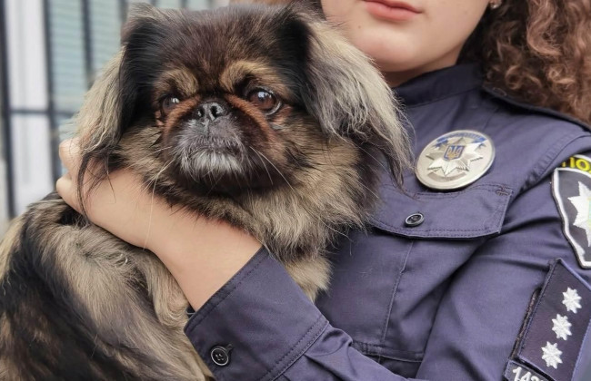 В Украине могут создать зоополицию для эффективного расследования дел об издевательствах над животными: петиция собрала необходимые голоса