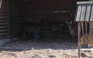 У КМДА повідомили, як склалася доля оленів, яких врятували від торговців: фото