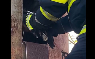 На Хмельниччині рятувальники визволили з пастки лелеку: відео