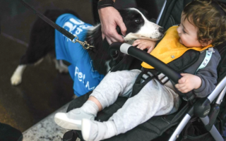 Аэропорт Стамбула нанял собак-терапевтов, которые будут успокаивать путешественников