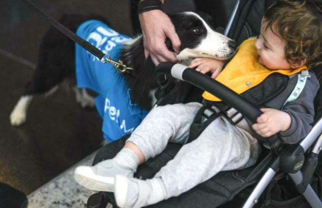 Аэропорт Стамбула нанял собак-терапевтов, которые будут успокаивать путешественников