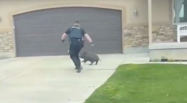 В США полиция устроила погоню за свиньями: курьезное видео