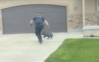 У США поліція влаштувала гонитву за свинями: курйозне відео