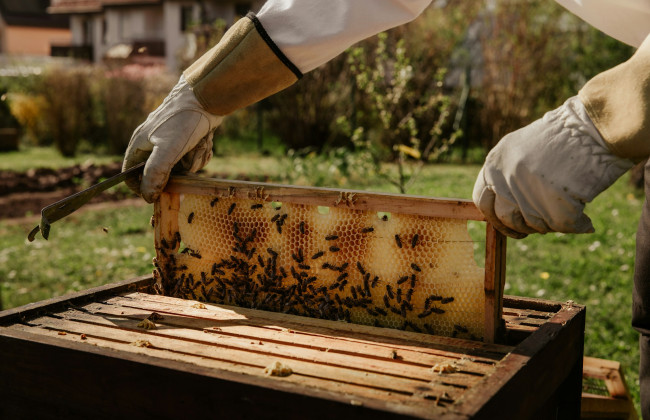 Европарламент принял новые правила относительно происхождения меда и борьбе с его фальсификацией
