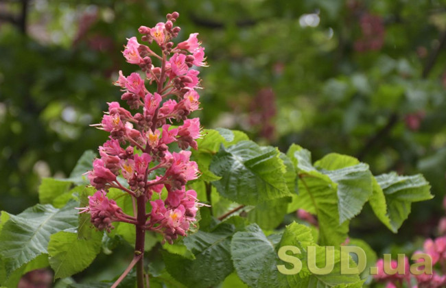 Какой будет погода в Украине на выходных: появился прогноз