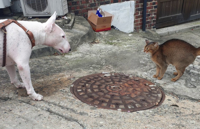 На Прикарпатье мужчина, ударивший женщину, спасая кошку, заплатит штраф