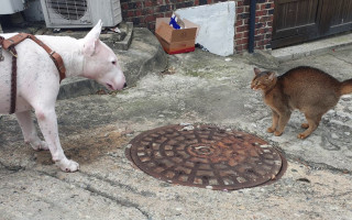 На Прикарпатті чоловік, який вдарив жінку, рятуючи кішку, заплатить штраф