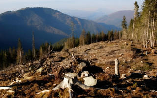 На Прикарпатье будут судить руководство лесхоза за незаконную вырубку леса на 250 миллионов гривен, — ГБР