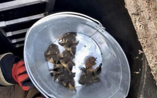 На Франківщині бійці ДСНС врятували пташенят, яких загубила мама-качка