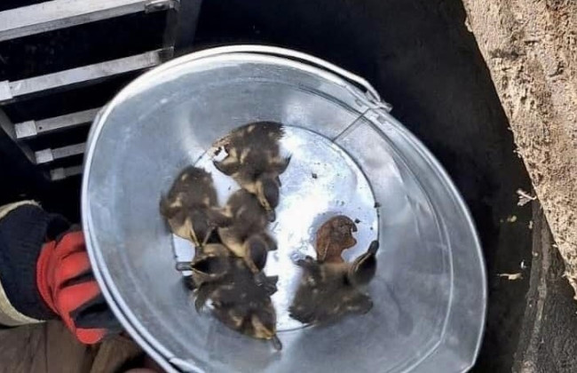 На Франківщині бійці ДСНС врятували пташенят, яких загубила мама-качка