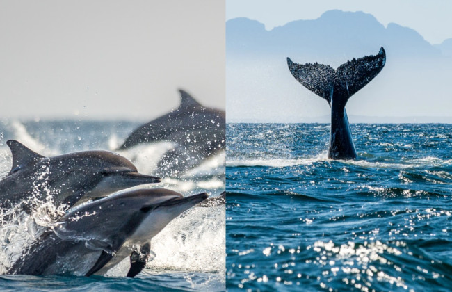 Китов и дельфинов в Тихом океане официально признали лицами с правосубъектностью: это будет способствовать защите морских млекопитающих