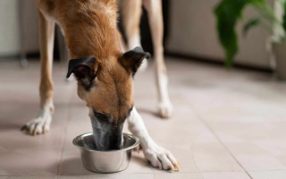 18 собак в квартире: в Тернополе суд закрыл дело из-за недоказанности жестокого обращения