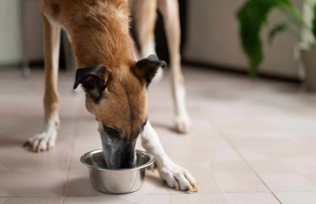 18 собак в квартире: в Тернополе суд закрыл дело из-за недоказанности жестокого обращения