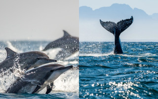Китів та дельфінів у Тихому океані офіційно визнали особами з правосуб'єктністю: це сприятиме захисту морських ссавців