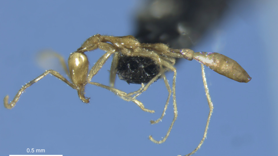Учені з Австралії відкрили новий вид мурах і назвали на честь Волдеморта з «Гаррі Поттера»
