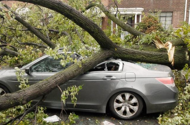 Коммунальное предприятие возместит почти 80 000 грн ущерба владельцу автомобиля, на которое упало дерево: детали дела