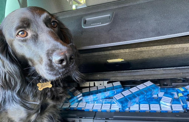 Четвероногий кинолог нашел в автомобиле закарпатца тайники с сигаретами